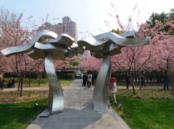 上海靜安雕塑公園櫻花